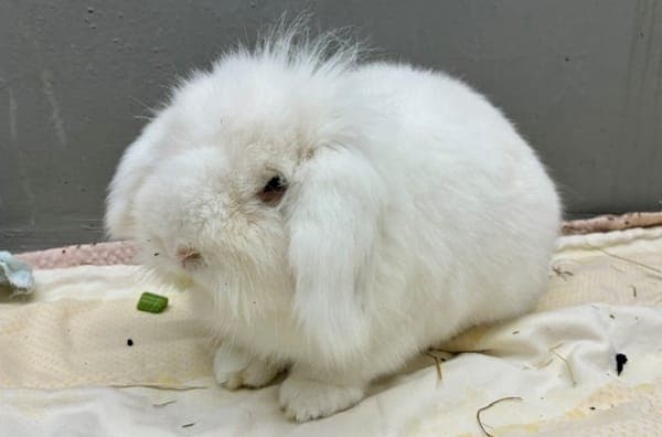 Sky - Kleintier zur Adoption aus Tierheim Reutlingen