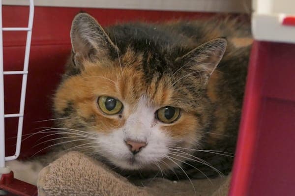 Törtchen - Katze zur Adoption aus Tierheim Reutlingen