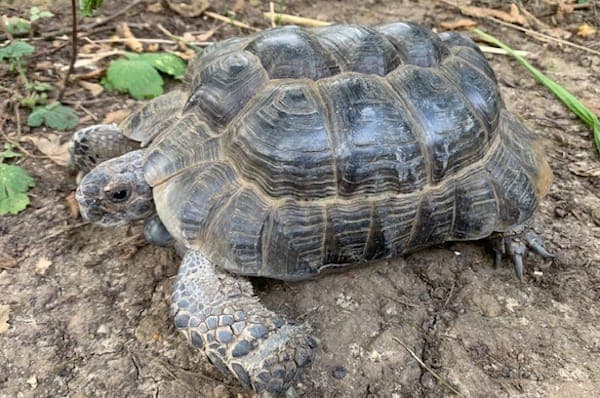 Tipsy - Exot zur Adoption aus Tierheim Reutlingen
