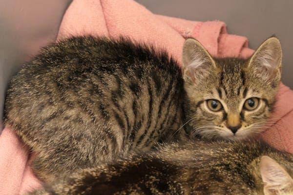 Toni & Tiny - Katze zur Adoption aus Tierheim Reutlingen