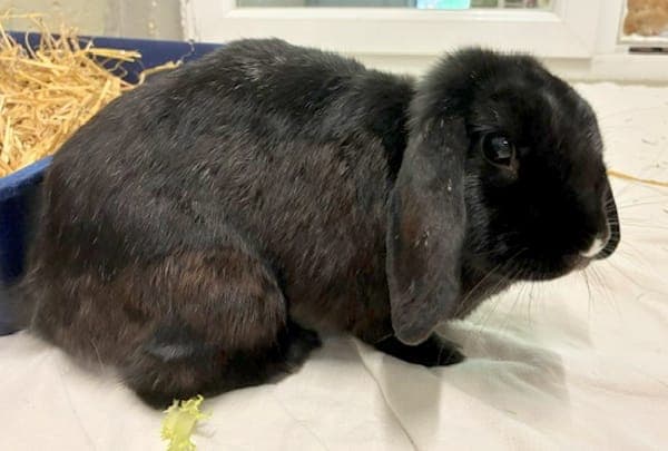 Tria - Kleintier zur Adoption aus Tierheim Reutlingen