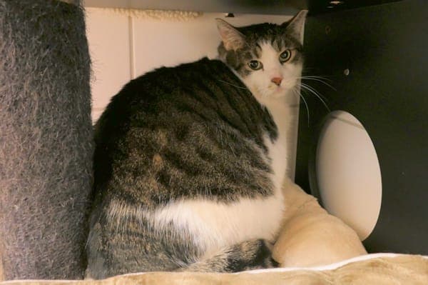 Ulf und Ulrich - Katze zur Adoption aus Tierheim Reutlingen