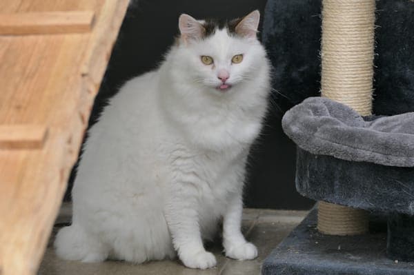 Ulf und Ulrich - Katze zur Adoption aus Tierheim Reutlingen