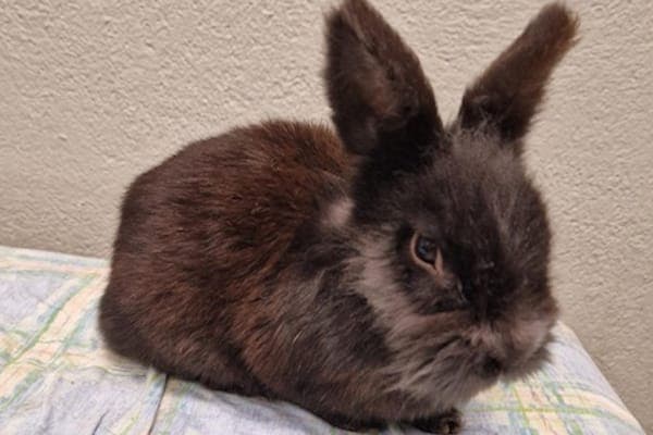 Winnetou - Kleintier zur Adoption aus Tierheim Reutlingen