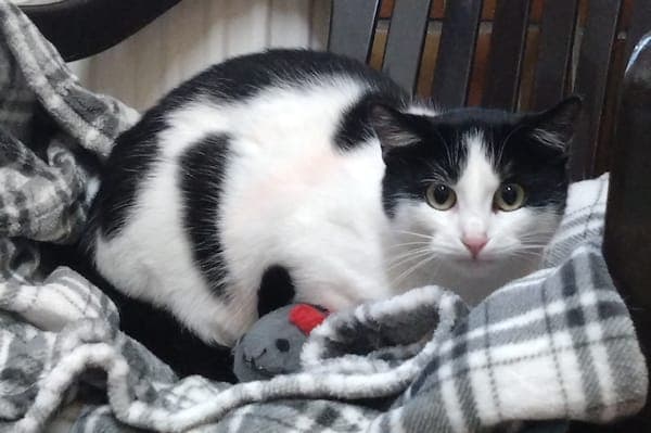 Zelda - Katze zur Adoption aus Tierheim Reutlingen