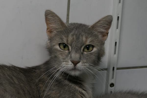 Zensi - Katze zur Adoption aus Tierheim Reutlingen