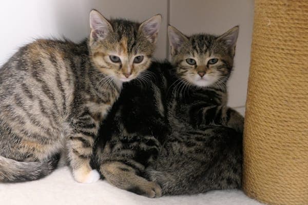 Zula, Zacharias, Zaya und Zarina - Katze zur Adoption aus Tierheim Reutlingen