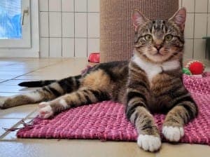 Allegra - Katze zur Adoption aus Tierheim Stuttgart