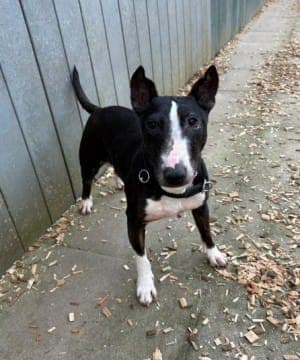 Amy - Hund zur Adoption aus Tierheim Stuttgart