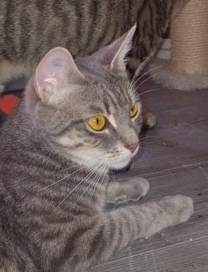 April - Katze zur Adoption aus Tierheim Stuttgart