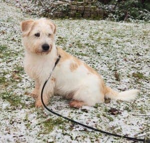 Arhat - Hund zur Adoption aus Tierheim Stuttgart