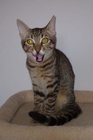 Ava - Katze zur Adoption aus Tierheim Stuttgart