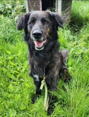 Axo - Hund zur Adoption aus Tierheim Stuttgart