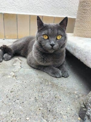 Ayane - Katze zur Adoption aus Tierheim Stuttgart