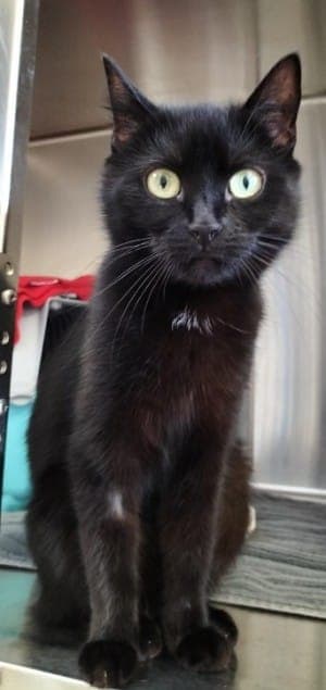 Ayla - Katze zur Adoption aus Tierheim Stuttgart