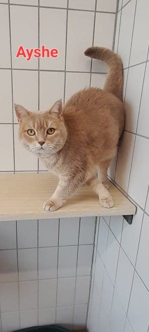 Ayshe und Aslan - Katze zur Adoption aus Tierheim Stuttgart