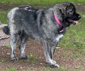 Ayu - Hund zur Adoption aus Tierheim Stuttgart