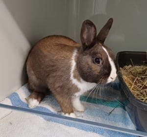 Bärliner - Kleintier zur Adoption aus Tierheim Stuttgart