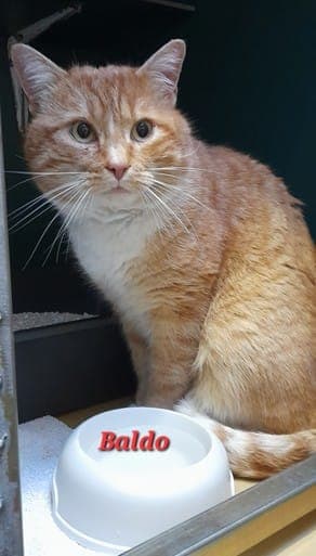 Baldo - Katze zur Adoption aus Tierheim Stuttgart