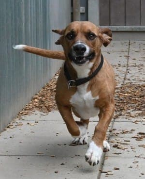 Bambi - Hund zur Adoption aus Tierheim Stuttgart