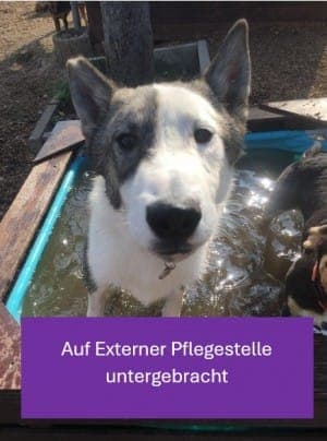 Baxter - Hund zur Adoption aus Tierheim Stuttgart