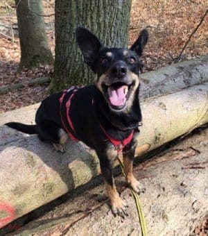 Beba - Hund zur Adoption aus Tierheim Stuttgart