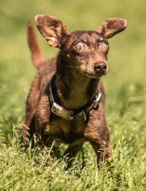 Benny - Hund zur Adoption aus Tierheim Stuttgart