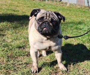 Berbel - Hund zur Adoption aus Tierheim Stuttgart