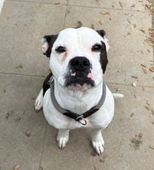 Berta - Hund zur Adoption aus Tierheim Stuttgart