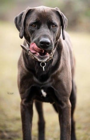 Blaze - Hund zur Adoption aus Tierheim Stuttgart