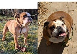 Bowi - Hund zur Adoption aus Tierheim Stuttgart