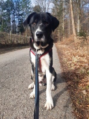 Buddy - Hund zur Adoption aus Tierheim Stuttgart