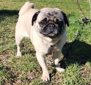 Chapa - Hund zur Adoption aus Tierheim Stuttgart