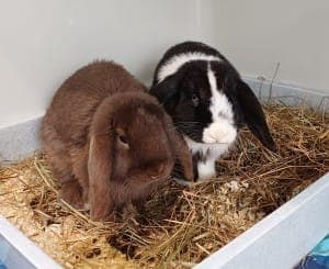 Chocolate und Oreo - Kleintier zur Adoption aus Tierheim Stuttgart
