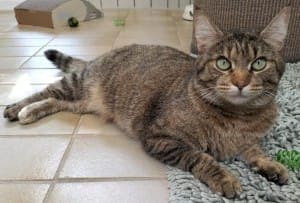 Claire - Katze zur Adoption aus Tierheim Stuttgart