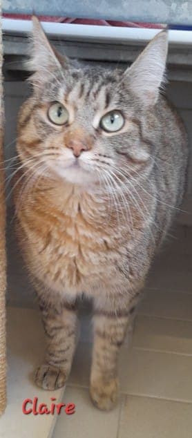 Claire - Katze zur Adoption aus Tierheim Stuttgart