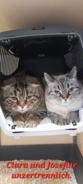 Clara und Josefine - Katze zur Adoption aus Tierheim Stuttgart