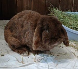 Cleo - Kleintier zur Adoption aus Tierheim Stuttgart