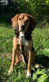 Cooper - Hund zur Adoption aus Tierheim Stuttgart