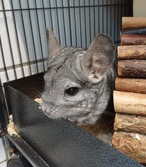 Daisy und Ginny - Kleintier zur Adoption aus Tierheim Stuttgart