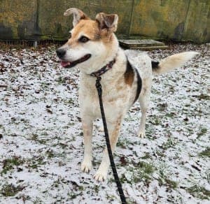 Dakini - Hund zur Adoption aus Tierheim Stuttgart