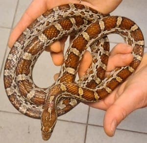 Dakota - Exot zur Adoption aus Tierheim Stuttgart