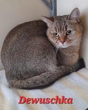 Dewuschka - Katze zur Adoption aus Tierheim Stuttgart