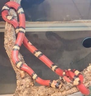 Diamond - Exot zur Adoption aus Tierheim Stuttgart