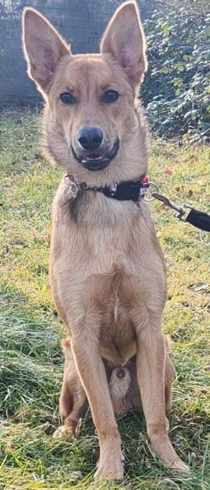 Dingo - Hund zur Adoption aus Tierheim Stuttgart