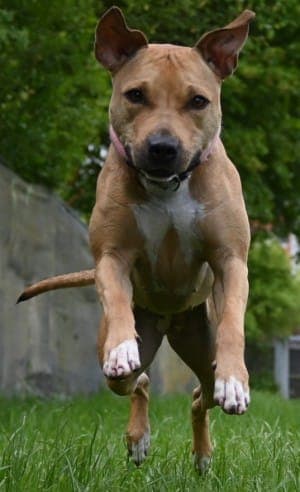 Diva - Hund zur Adoption aus Tierheim Stuttgart