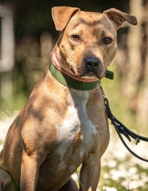 Diva - Hund zur Adoption aus Tierheim Stuttgart