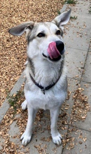 Dobby - Hund zur Adoption aus Tierheim Stuttgart