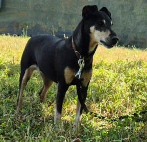 Dollie - Hund zur Adoption aus Tierheim Stuttgart