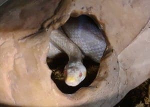 Domino - Exot zur Adoption aus Tierheim Stuttgart